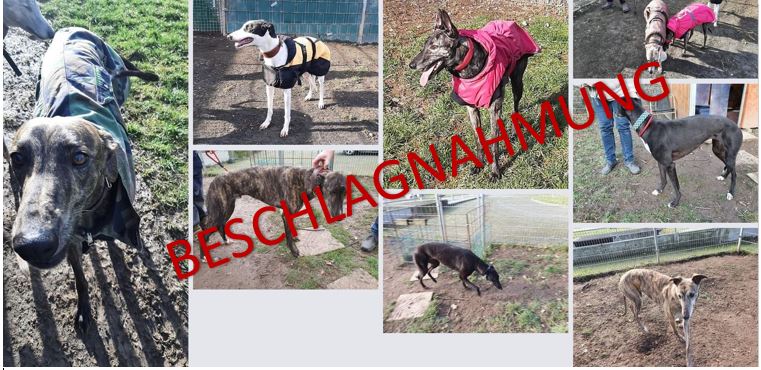 Beschlagnahmung von 53 Greyhounds in Deutschland